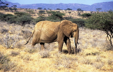 An African Elephant in Samburu Game Reserve, Kenya..