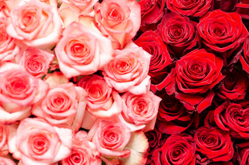 Background of pink and red roses