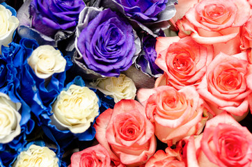 Beautiful multi-colored roses, pink and blue