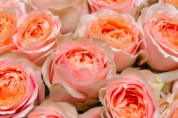 Background with beautiful pink roses