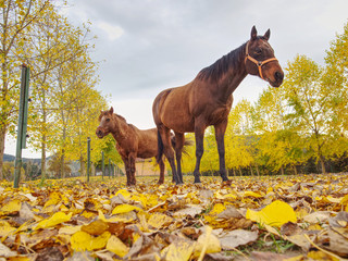 Ponny and horse grazing on autumn pasture with yellow leaves