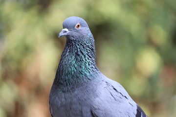 close-up of domestic or wild blue neck or red eyes pigeon in the nature