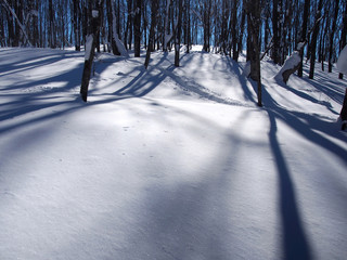 冬の森の雪原