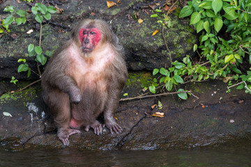Übergewichtige Makaken auf der Isla de los Monos im Catemaco See