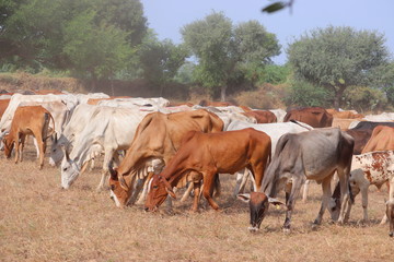 Obraz na płótnie Canvas outdoors domestic cows in India