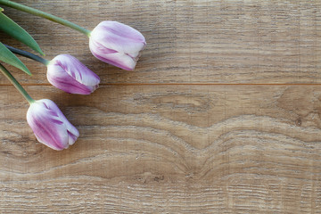 Lilac tulip flowers on the wooden background.