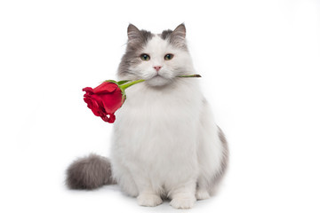fluffy cat with a red rose on a white isolated background