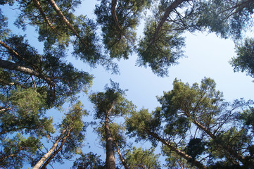 Looking up at the sky from an spring pine forest ground and the sun's rays.
