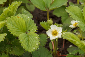 Fototapeta na wymiar Flowering strawberry bush at the garden in springtime.