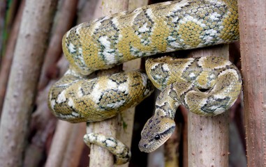 snake, reptile, animal, viper, python, rattlesnake, wildlife, nature, dangerous, venomous, slither, serpent, danger, brown, poisonous, venom, wild, adder, scales, closeup, head, skin, rattle, snakes, 