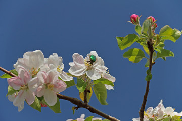 Obstblüten mit Rosenkäfer