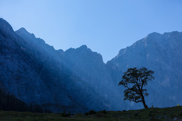 Ahornbaum in den Bergen