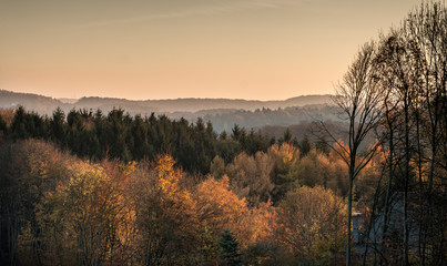 Fototapeta na wymiar Bunter Wald im herbstlichen Sonnenuntergang