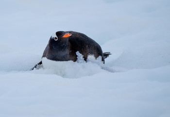 Penguins sliding instead of walking downhill on the snow as they descend to the ocen to feed, Ronge...