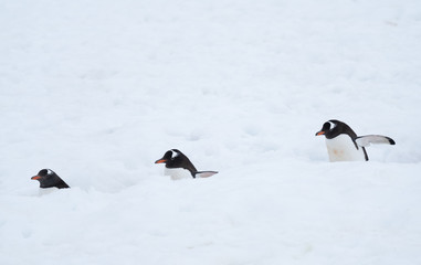 Heavy traffic in a penguin highway, Ronge Island (Curville) Graham Land, Antarctica.