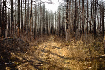 Small road passing a forest ravaged by fire