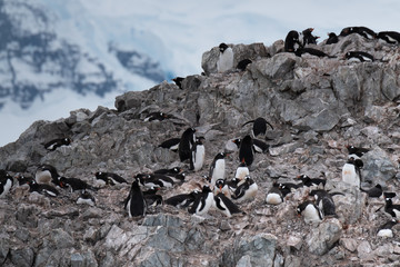 Crowded gentoo penguin breeding colonies (rookeries) on rocky outcrops surrounded by stunning icy landscapes, Graham Land, Antarctic Peninsula
