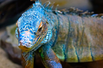 Beautiful reptile