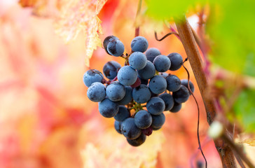 Grappe de raisins dans une vigne en Gironde
