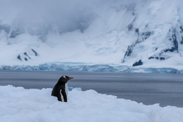 Gentoo penguin deep in a snow highway returning to the uphill rookeries, Ronge Island (Curville) Graham Land, Antarctica.