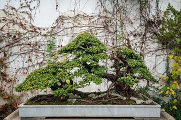 Potted plants in Suzhou garden, China