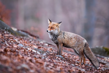 Curious red fox, vulpes vulpes, paying attention on the slope of the wood covered by dry foliage. Puffy wild predator hunting during fall. Solitary fox looking innocent while standing on the leaves.