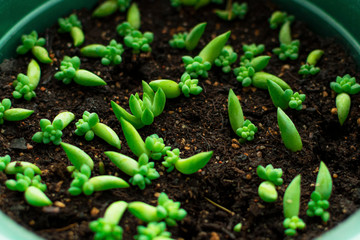 Sedum morganianum or sedum is a simple succulent. Potted houseplant, young shoots, planting in the ground