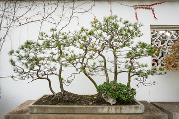 Potted plants in Suzhou garden, China