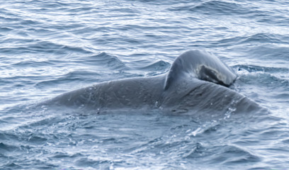 Obraz premium Close encounter with a group of humpabck whales in the waters off the west coast of Graham Land in the Antarctic Peninsula, Antarctica.