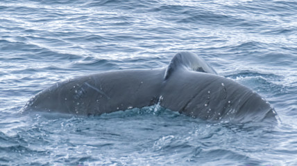 Obraz premium Close encounter with a group of humpabck whales in the waters off the west coast of Graham Land in the Antarctic Peninsula, Antarctica.