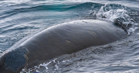 Close encounter with a group of humpabck whales in the waters off the west coast of Graham Land in the Antarctic Peninsula, Antarctica.