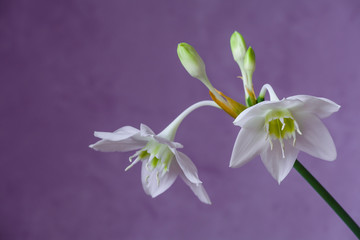 Beautiful Eucharis, the English name Amazon lily, flower close up against purple background