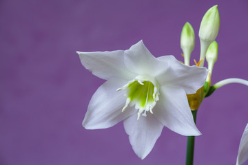 Beautiful Eucharis, the English name Amazon lily, flower close up against purple background