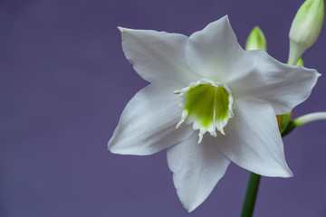 Beautiful Eucharis, the English name Amazon lily, flower close up against blue background.