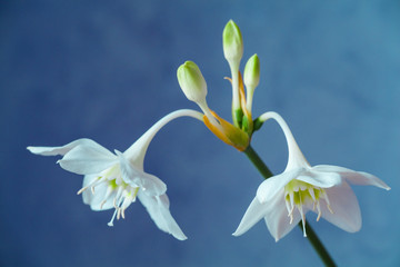 Obraz premium Beautiful Eucharis, the English name Amazon lily, flower close up against blue background.