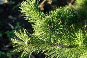 Brightly Green Prickly Branches of a Fur-tree or Pine, Close Up of a Green Pine Tree