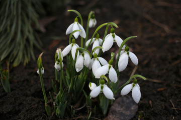 White snowdrops are the first flowers in the garden.