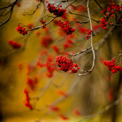 berry