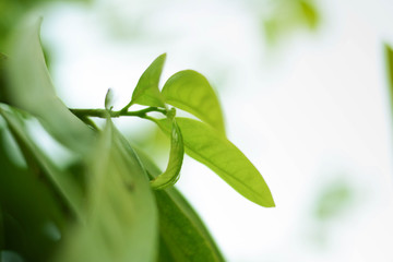 Close-up natural view of green leaves on a blurred green background in the garden, ready to be used as a beautiful natural green plant background.