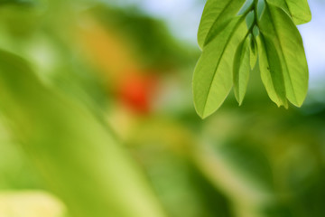 close-up natural view of green leaves on a blurred green background
