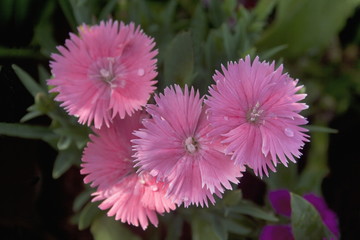 Dianthus chinensis or China pink flowers in garden.