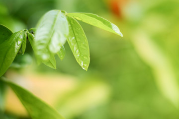 close-up natural view of green leaves on a blurred green background in the garden, with a copying area used as a green natural plant background.