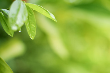  close-up natural view of green leaves on a blurred green background in the garden, with a copying area used as a beautiful green natural plant background.