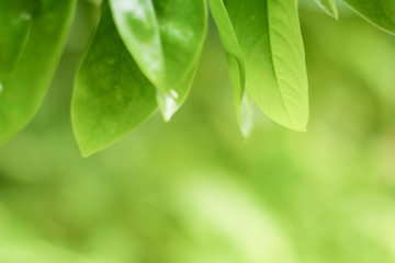 close-up natural view of green leaves on a blurred green background