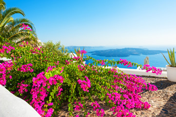 Santorini island, Greece. Flowers on the terrace with sea view