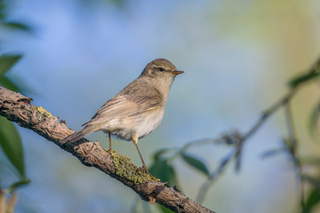 Common Chiffchaff (Phylloscopus collybita) perched on a branch. The common chiffchaff (Phylloscopus collybita), or simply the chiffchaff, is a common and widespread leaf warbler. 