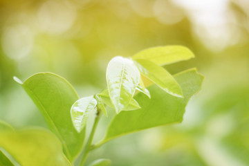 close-up natural view of green leaves on a beautiful green background