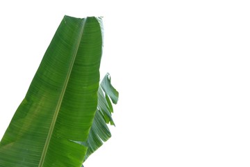Tropical banana leaves on white isolated background for green foliage backdrop and copy space 