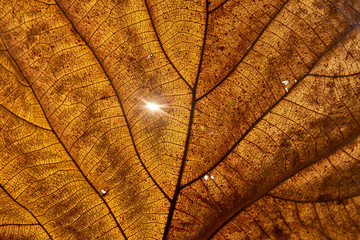 Close-up view of the dry leaf
