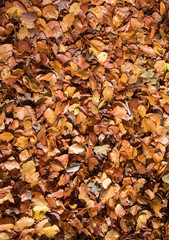 Autumnal brown leaves litter the floor of a forest